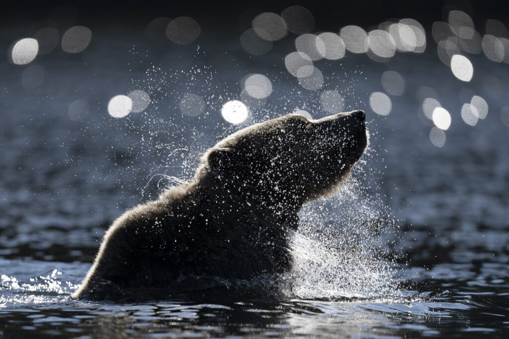 A grizzly bear shakes off water in the Chilkotin River in British Columbia