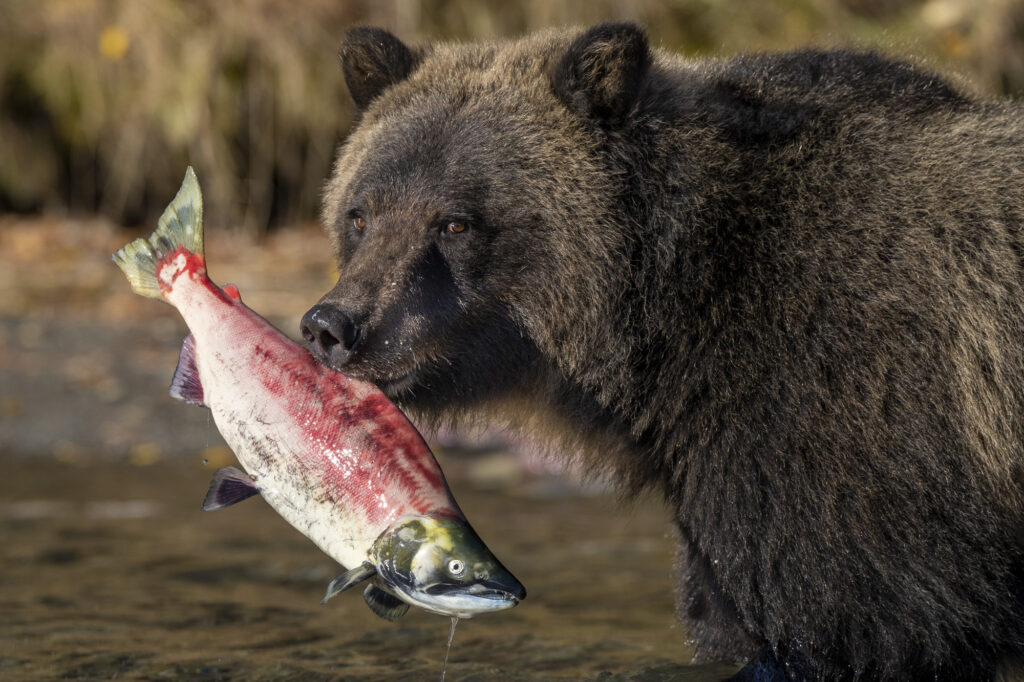 A sub-adult grizzly bear catches a sockeye salmon near Chilko Lake in Chilkotin, British Columbia