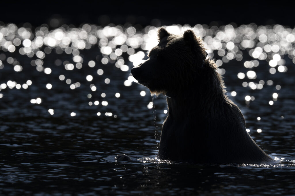 A grizzly bear is backlit by the later adternoon sun in the Chilkotin River during fall in British Columbia