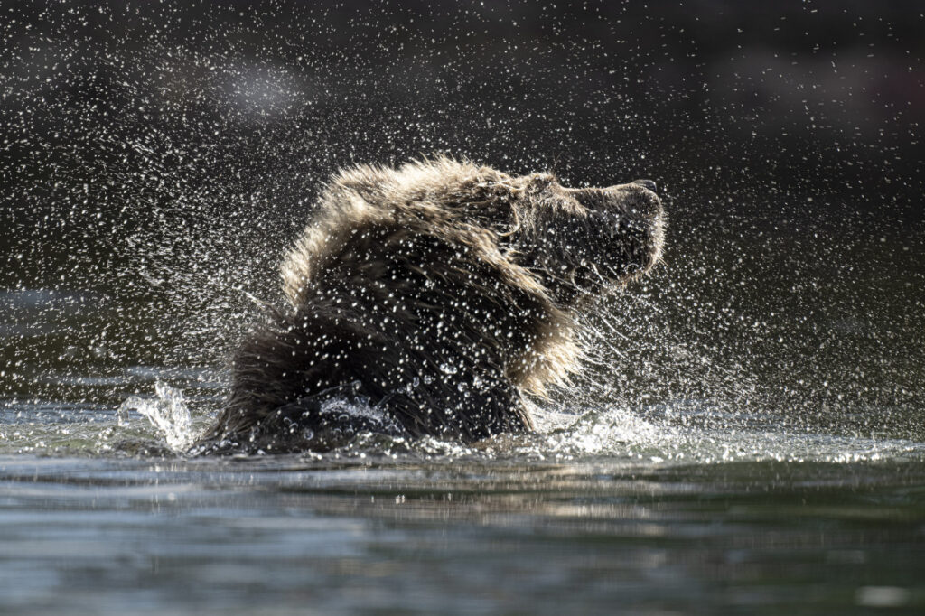 A grizzly bear shakes off water in the Chilkotin River in British Columbia