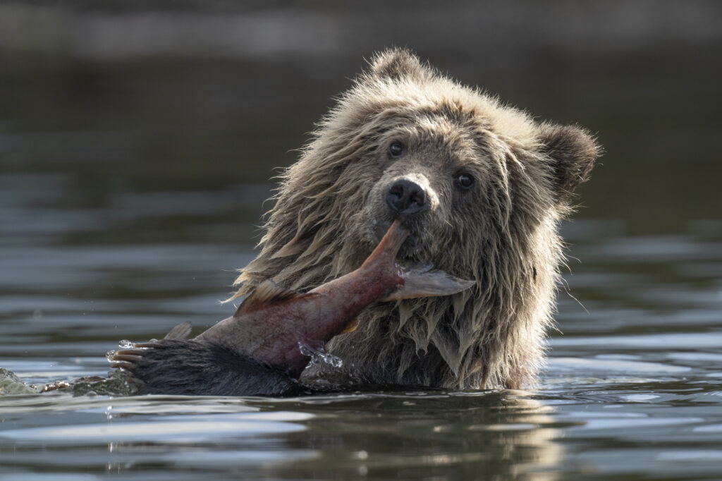 A grizzly bear feeds on sockeye salmon in the Chilkotin River in British Columbia