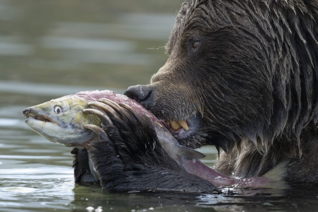 A grizzly bear feeds on sockeye salmon in the Chilkotin River in British Columbia
