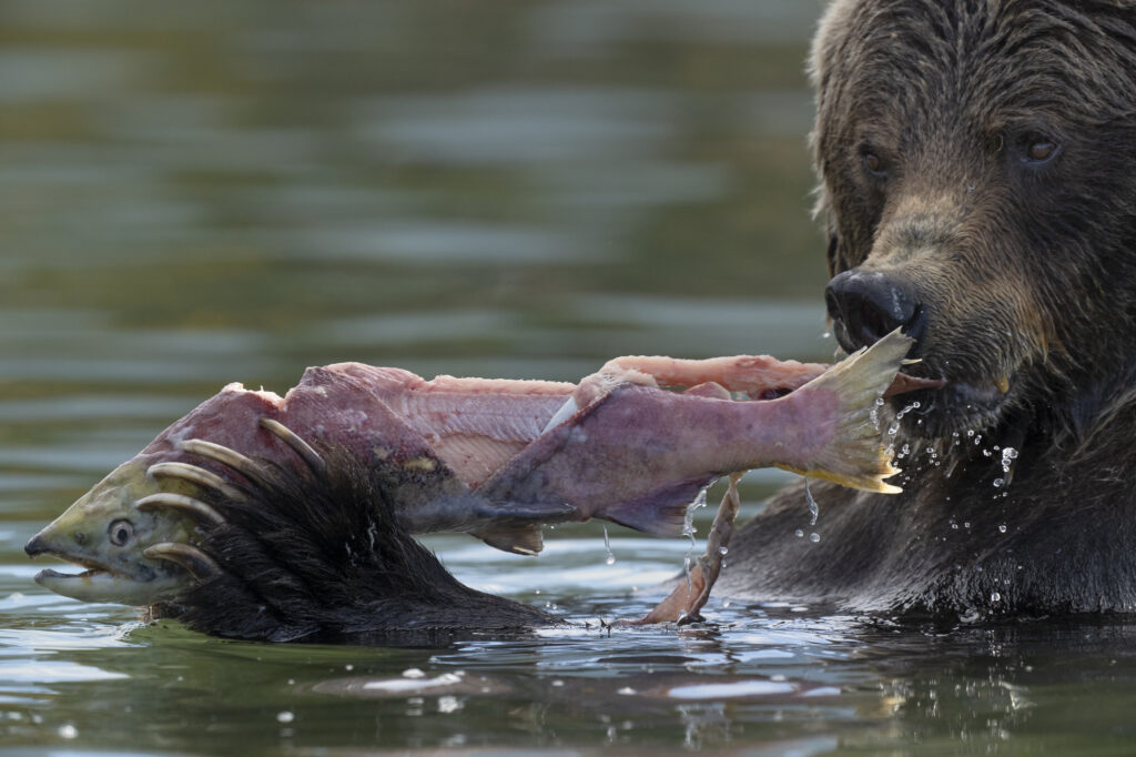 A grizzly bear feeds on sockeye salmon in the Chilkotin River in British Columbia