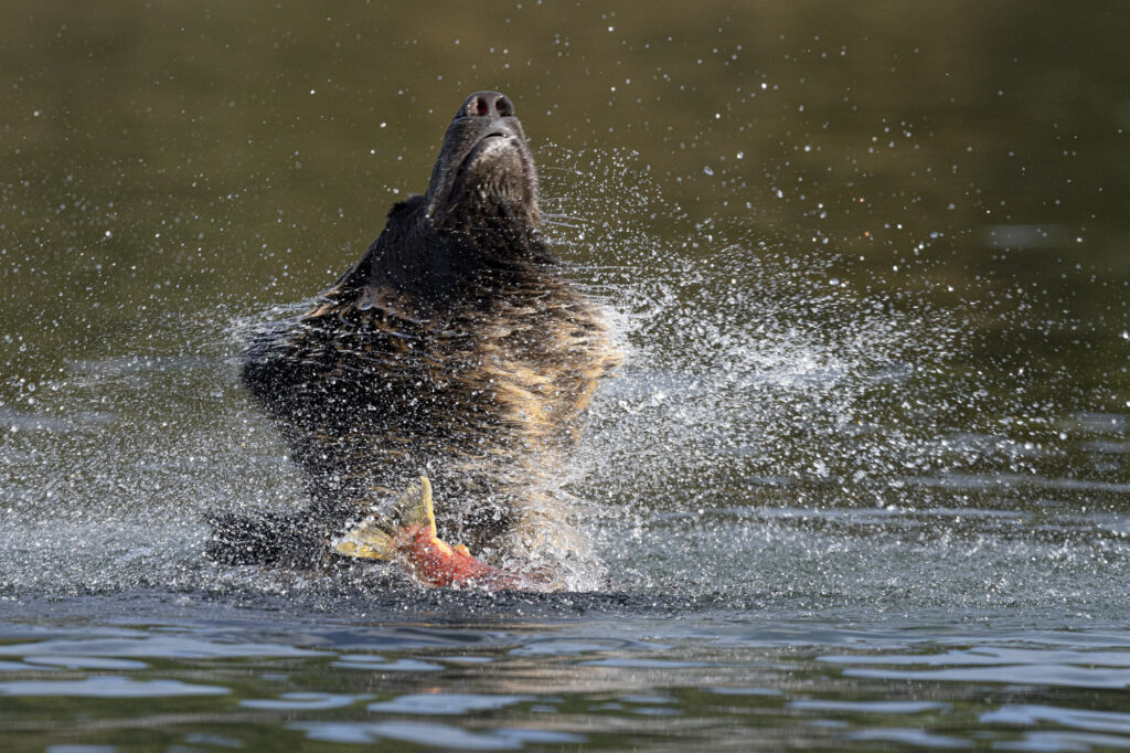 A grizzly bear shakes off water in the Chilkotin River in British Columbia