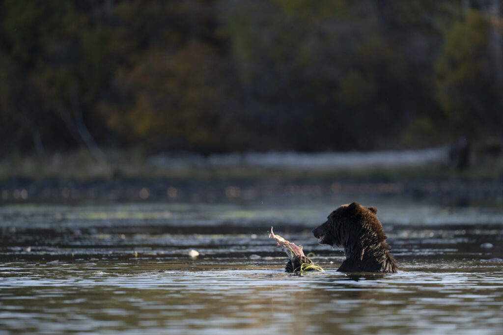 A grizzly bear feeds on sockeye salmon in the Chilkotin River in British Columbia