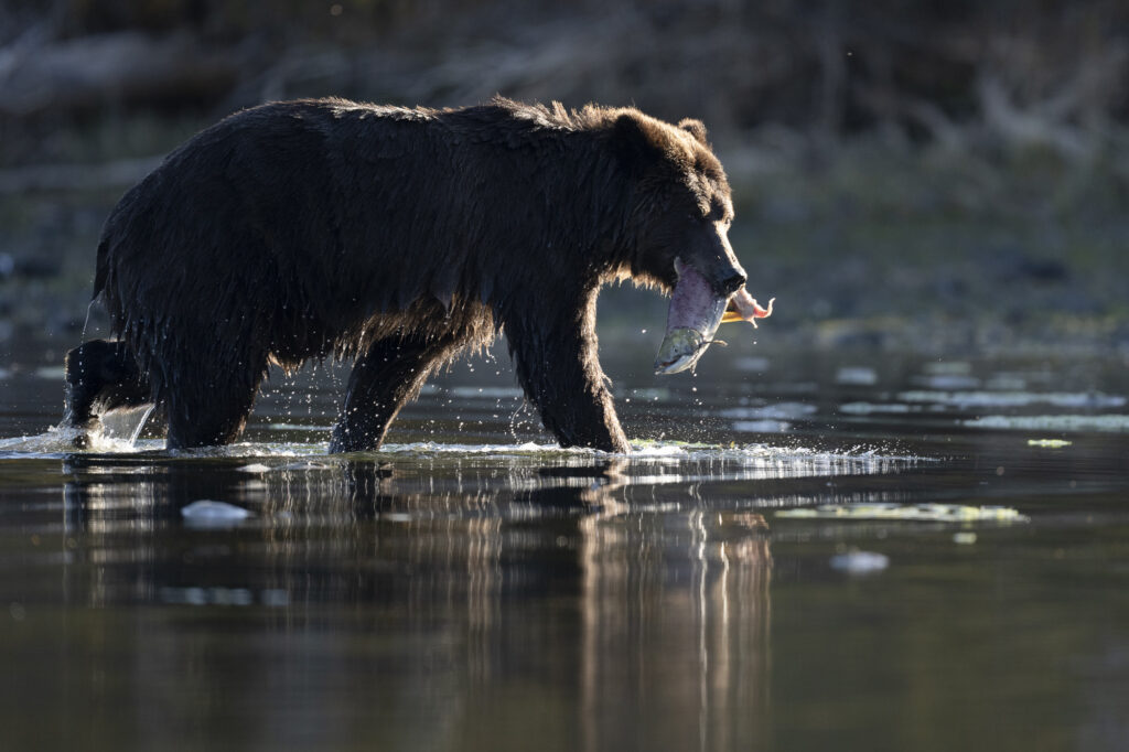 A grizzly bear feeds on sockeye salmon in the Chilkotin River in British Columbia