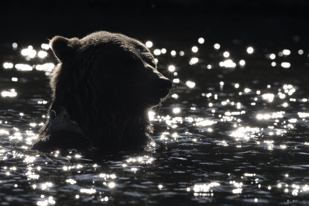 A grizzly bear is backlit by the later adternoon sun in the Chilkotin River during fall in British Columbia