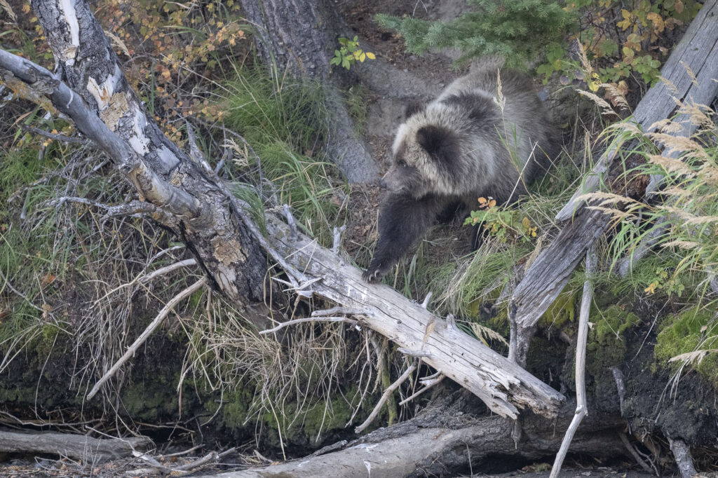 A grizzly bear cub climbs down the river bank of the Chilkotin River in British Columbia during fall.