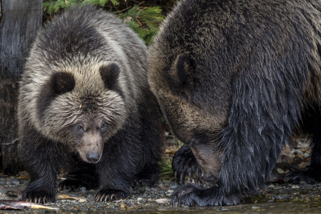 A mother grizzly bear and her cub look for salmon near Chilko Lake in Chilkotin, British Columbia