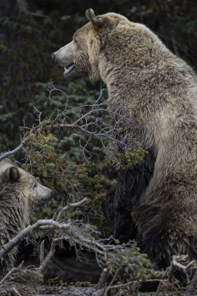 A mother grizzly bear and her cub standing on a tree branch near Chilko Lake in Chilkotin, British Columbia