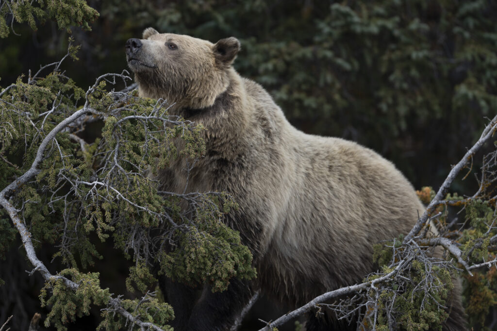 A mother grizzly bear standing on a tree branch near Chilko Lake in Chilkotin, British Columbia