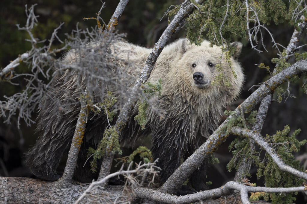 A grizzly bear cub standing on a tree branch near Chilko Lake in Chilkotin, British Columbia