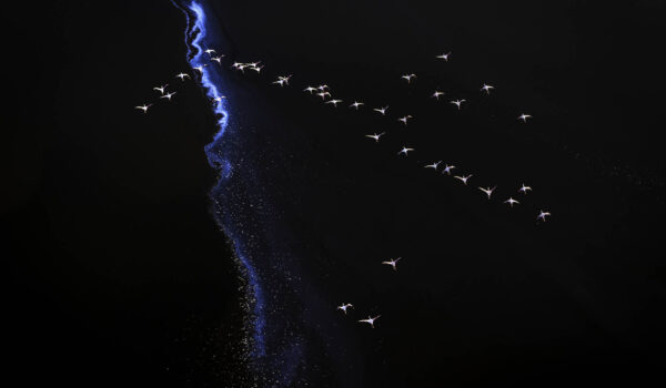 Upcoming: Elements of Wonder