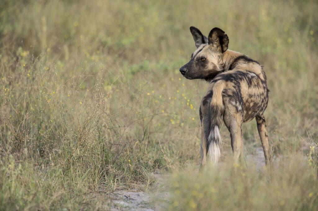 An African wild dog in the Okavango Delta in Botswana.