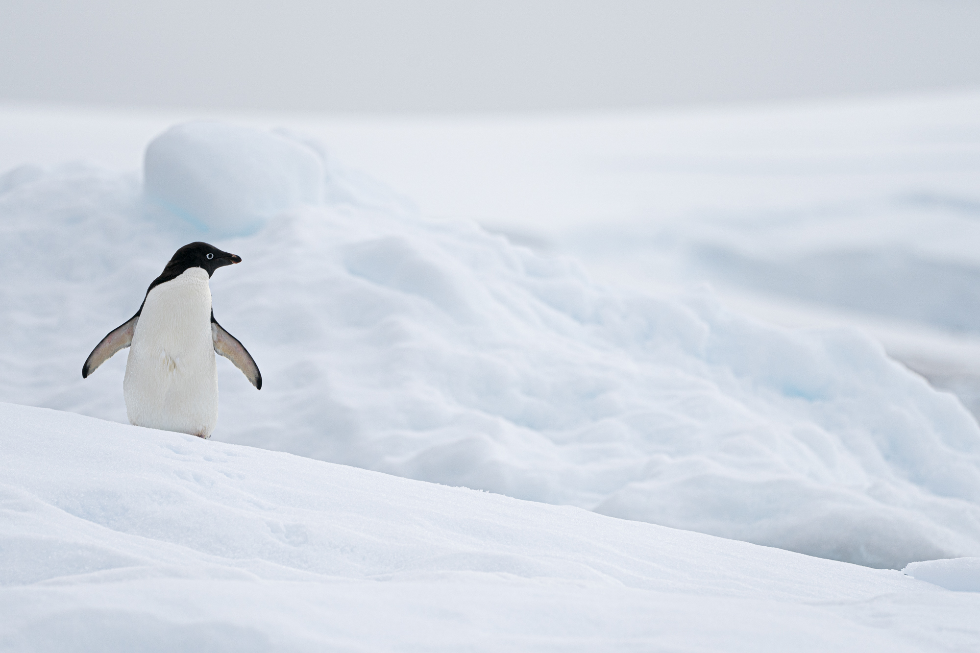An Adélie penguin in the Antarctic Peninsula.