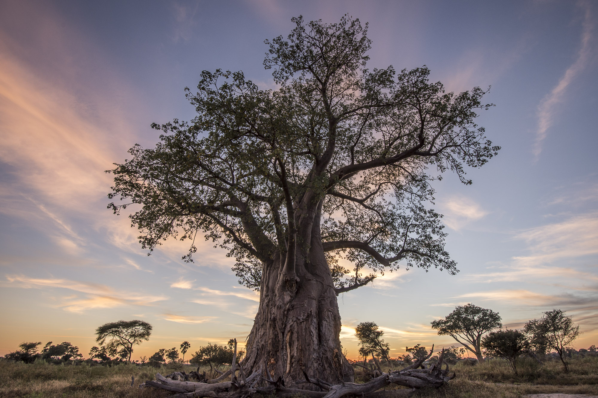 A boabab tree at dawn in the Okavango Delta in Botswana with a gorgeous sunset of blues, pinks, golden yellows across the horizon.