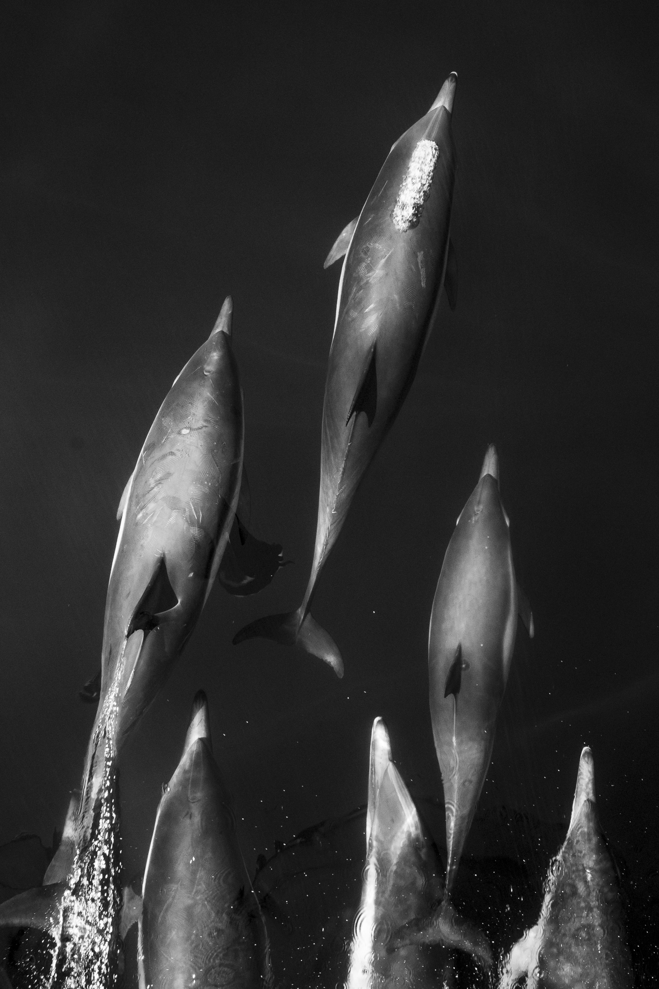 Bird's eye view of dolphins in Channel Islands