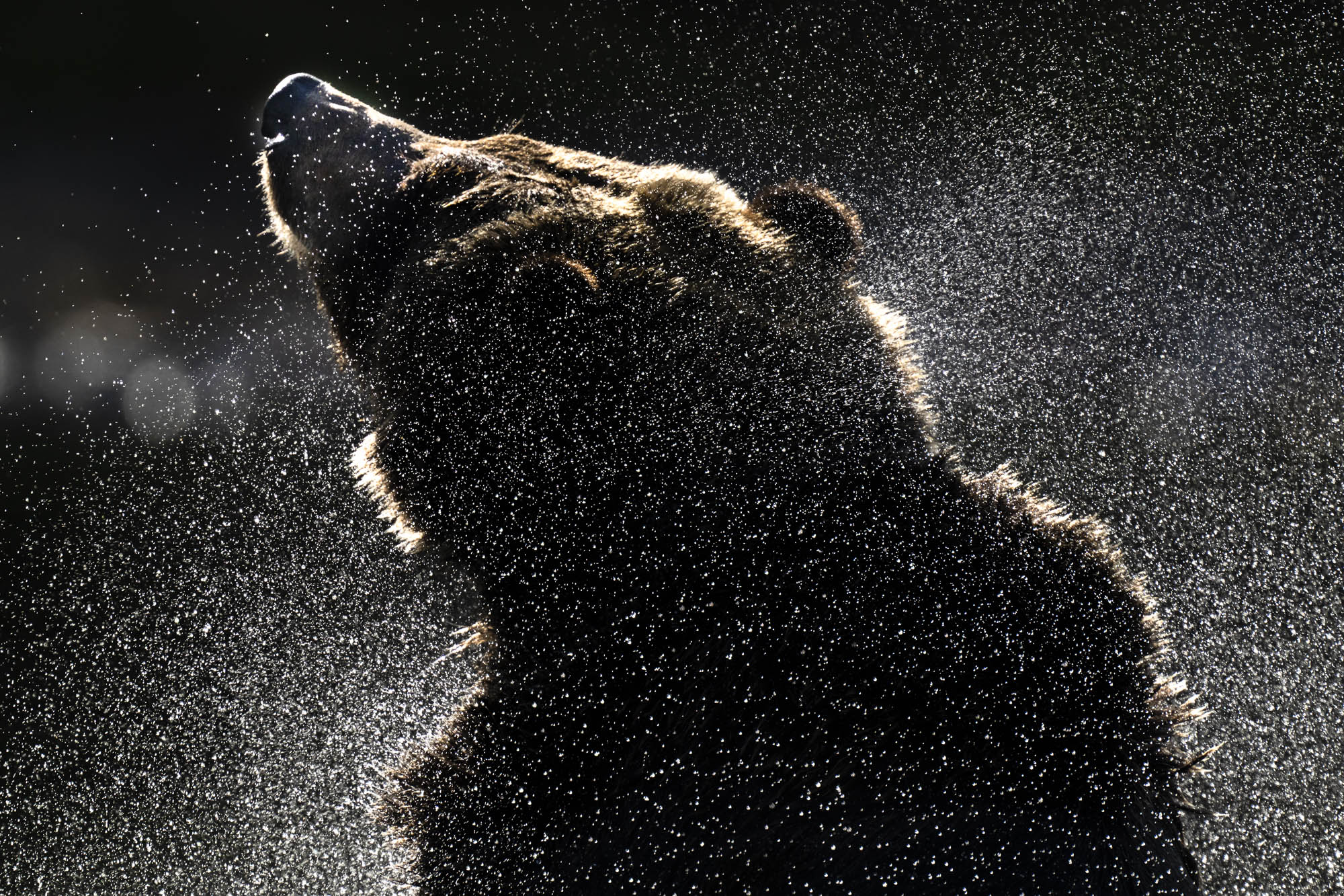 A grizzly bear shakes off water in the Chilkotin River in British Columbia