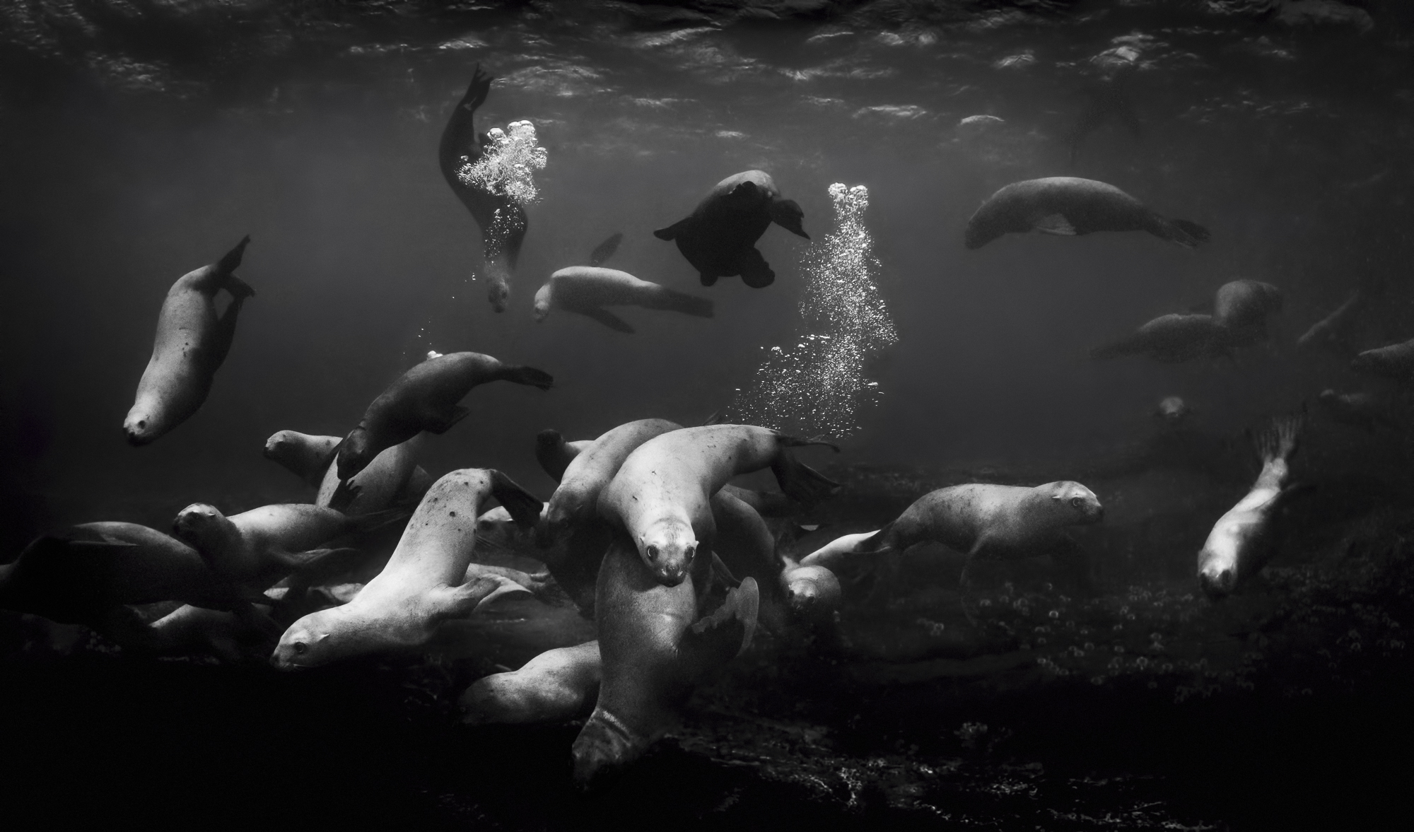 Steller sea lions near Hornby Island in British Columbia