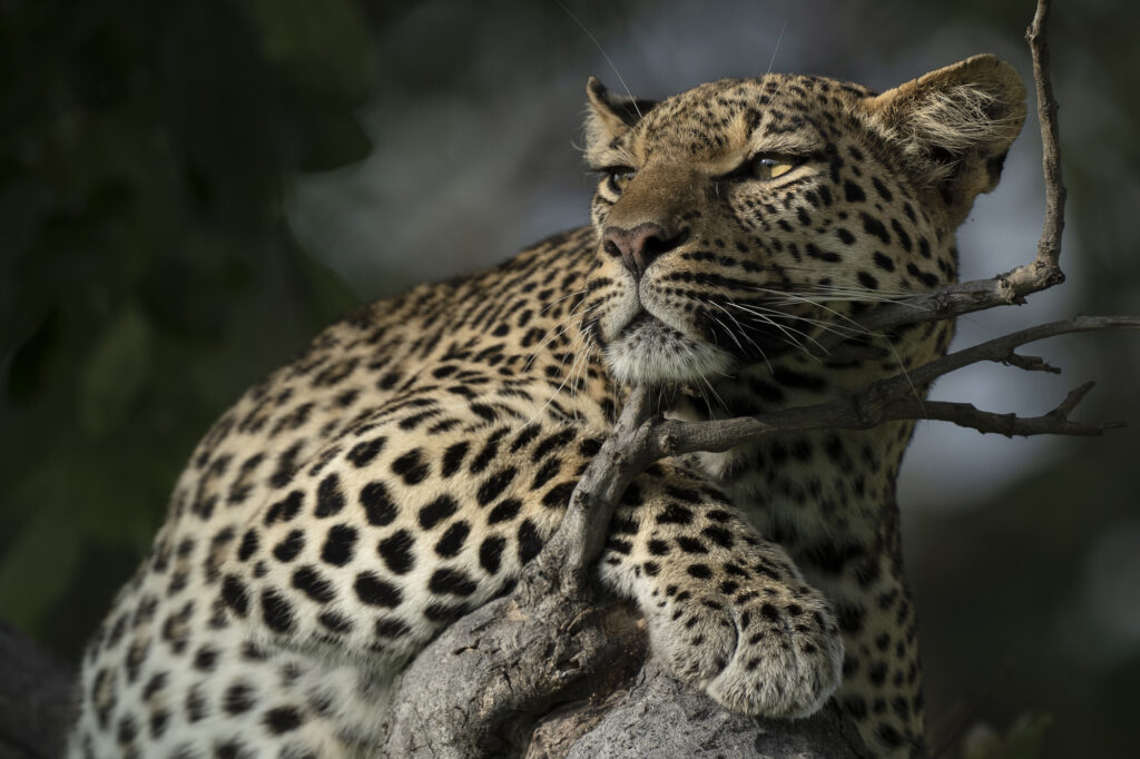 A leopard looks out from her perch on a tree in the Okavango Delta in Botswana