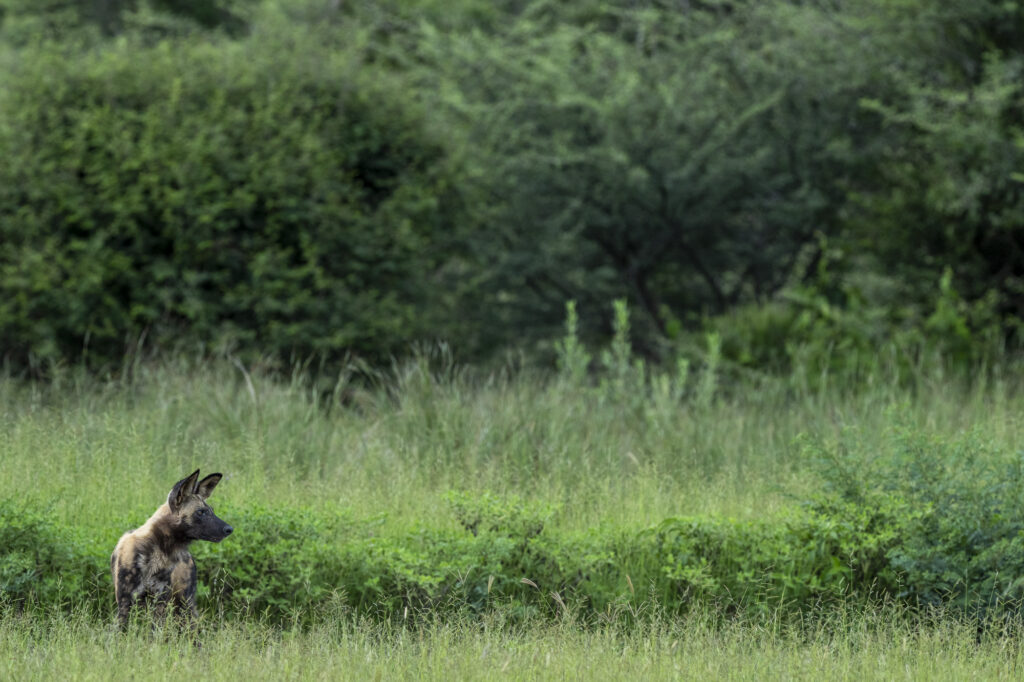 An African Wild Dog in the Okavango Delta in Botswana