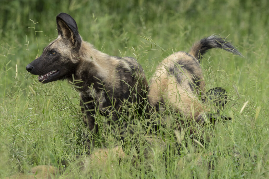 African Wild Dogs in the Okavango Delta in Botswana