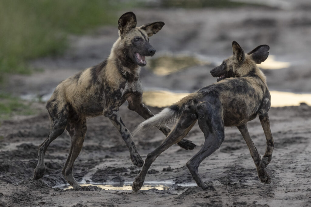 African Wild Dogs in the Okavango Delta in Botswana