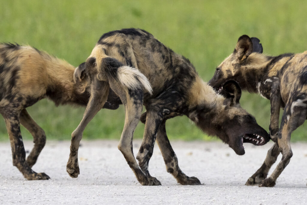 African Wild Dogs in the Okavango Delta in Botswana