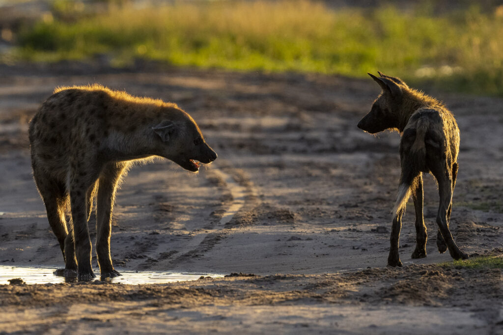 An African Wild Dog confronting a hyena in the Okavango Delta in Botswana