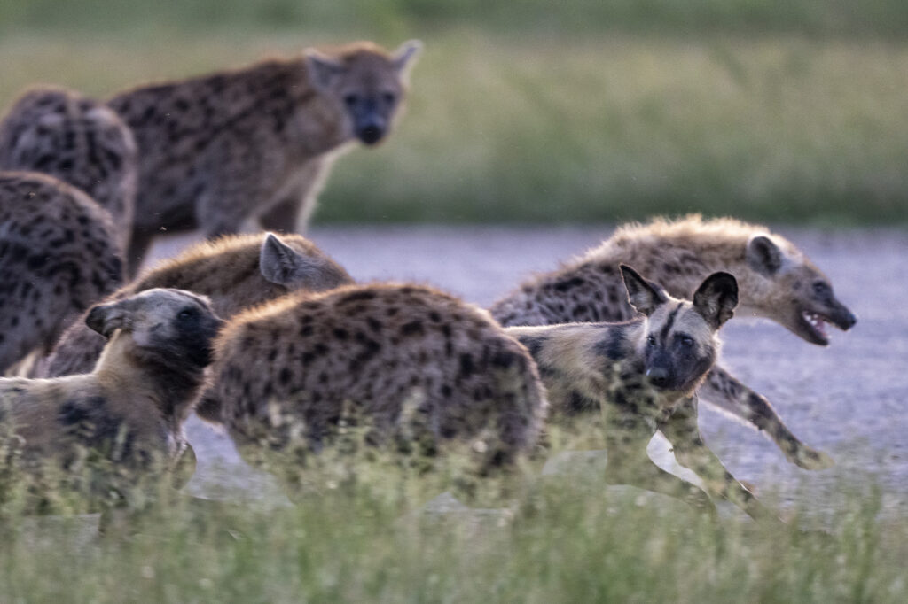 African Wild Dogs confronting hyenas in the Okavango Delta in Botswana