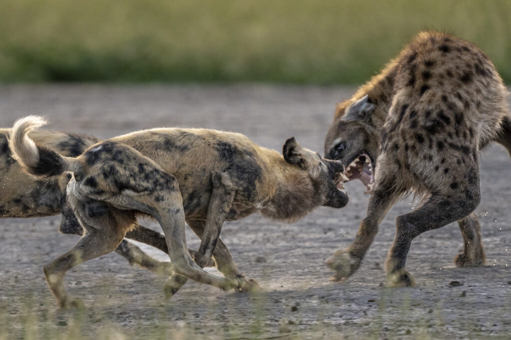 An African Wild Dog confronting a hyena in the Okavango Delta in Botswana