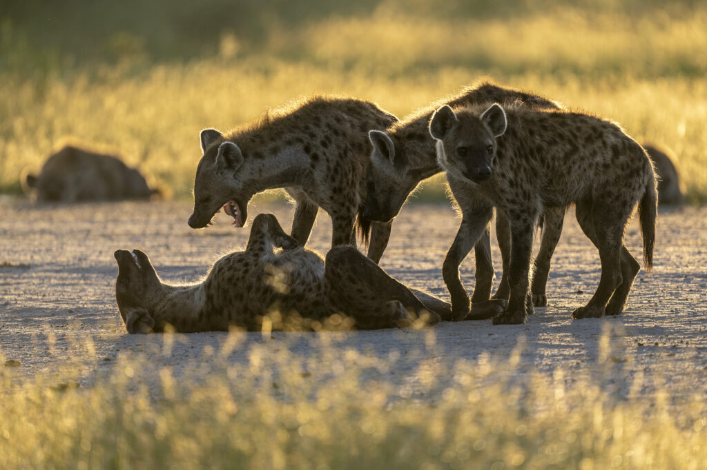A pack of hyena at sunset in the Okavango Delta in Botswana