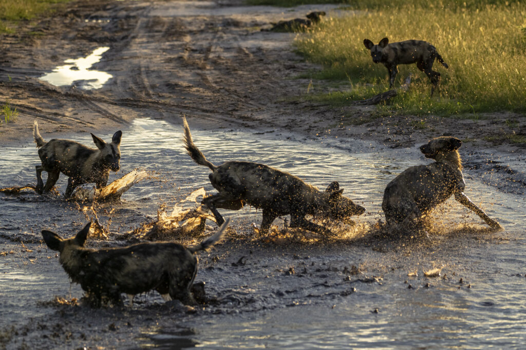 African Wild Dogs in the Okavango Delta in Botswana