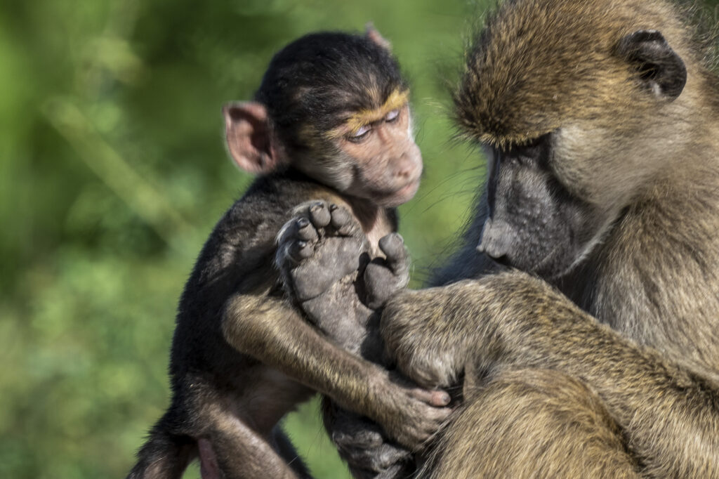 A baboon and her baby A pack of hyena in the Okavango Delta in Botswana