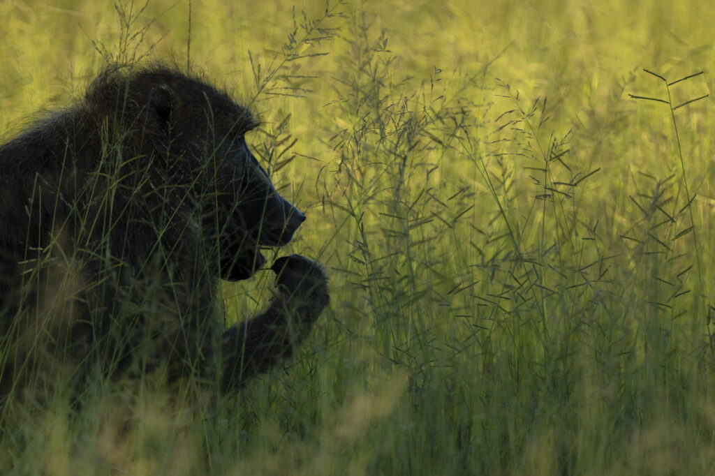 A baboon in the long grass in the Okavango Delta in Botswana