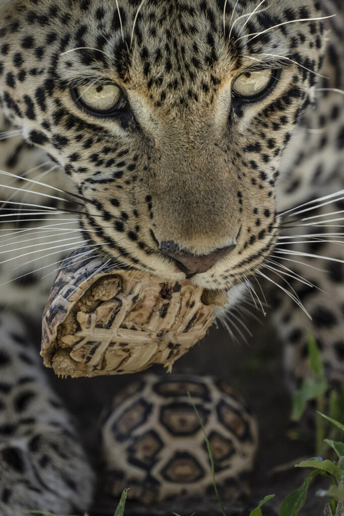 A female leopard eats a leopard tortoise in the Okavango Delta in Botswana
