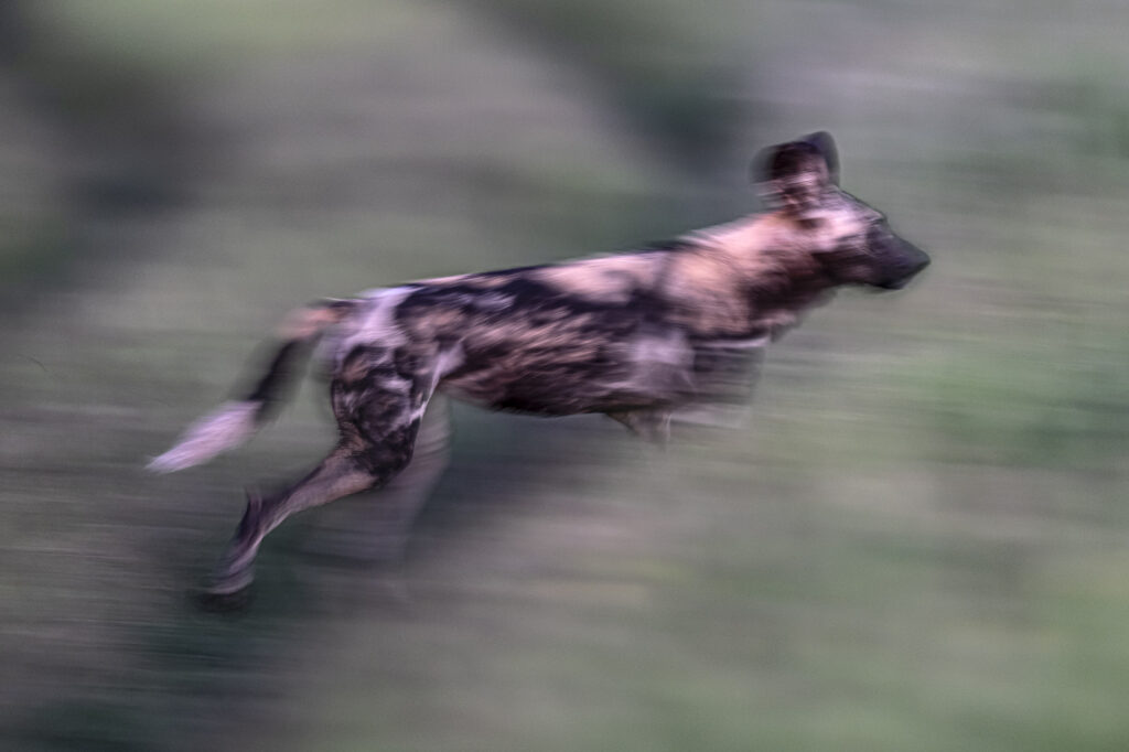 An African Wild Dog in the Okavango Delta in Botswana