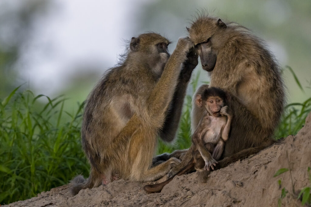 A baboon family in the Okavango Delta in Botswana