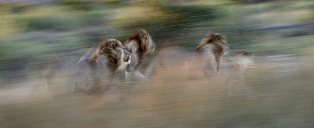 Male lions hunting in the Okavango Delta in Botswana
