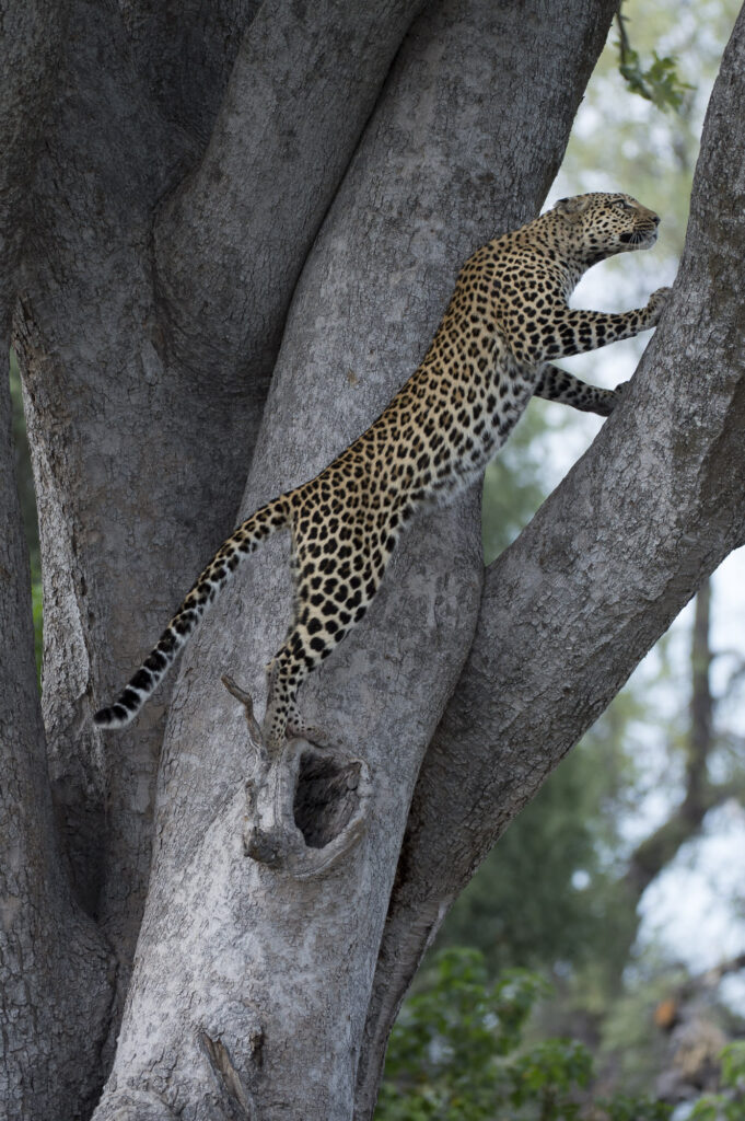 Poula, a well known femaie leopard,  climbing a tree in the Okav