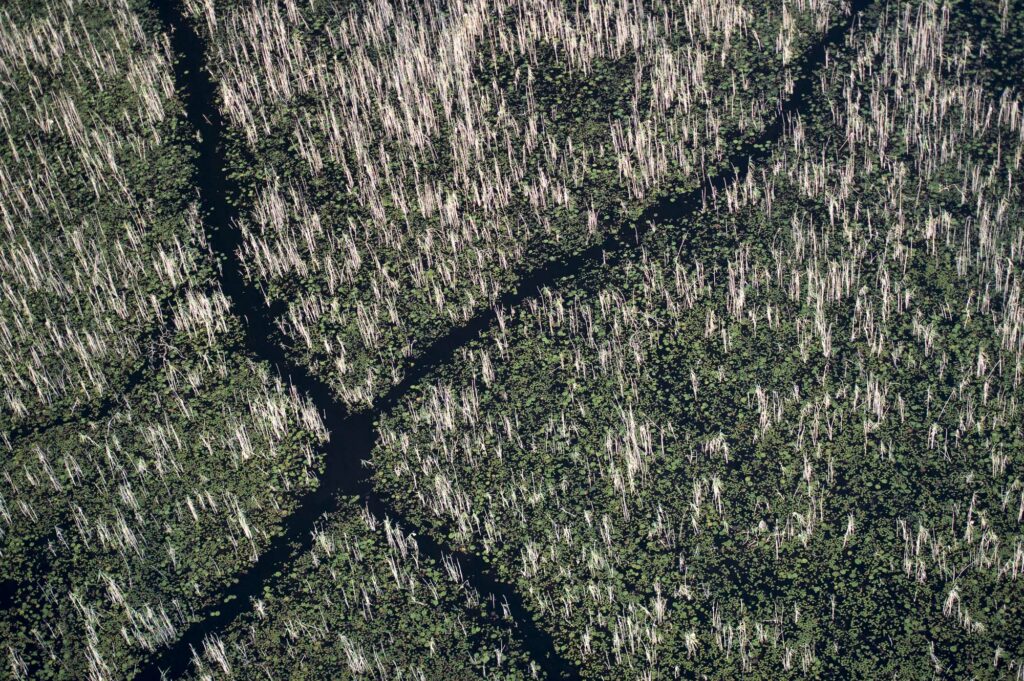 Hippo trails in the Okavango Delta in Botswana