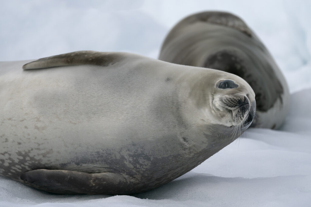 Crabeater seals laze on ice in the Antarctic Peninsula.