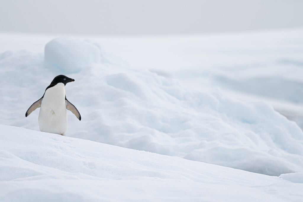 An Ad&eacute;lie penguin in the Antarctic Peninsula.