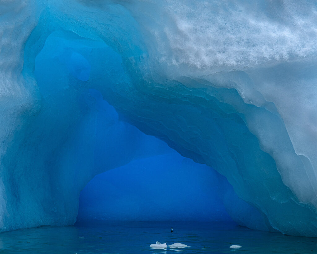 An Antarctic Shag (a form of cormorant) in an ice cave on the Antarctic Peninsula.
