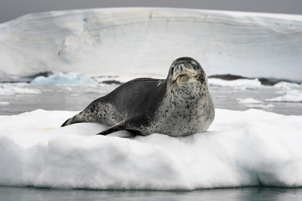 A leopard seals lazes on ice in the Fish Islands in the Antarctic Peninsula.