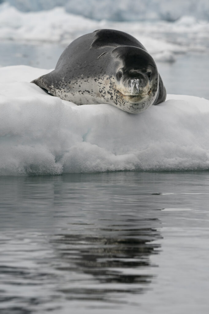 A leopard seals lazes on ice in the Fish Islands in the Antarctic Peninsula.