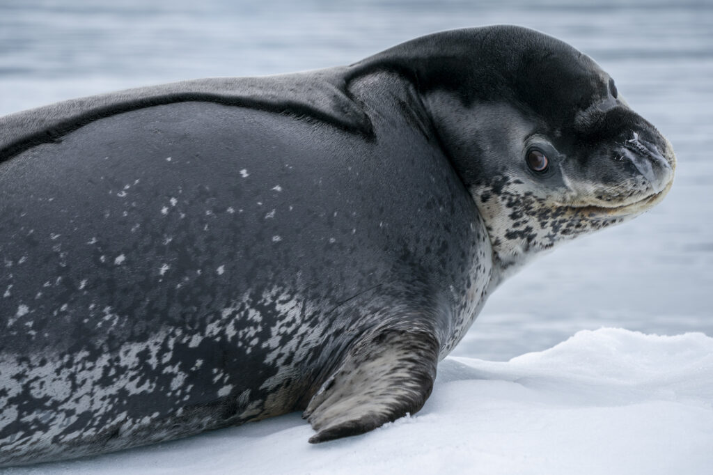 A leopard seals lazes on ice in the Fish Islands in the Antarctic Peninsula.