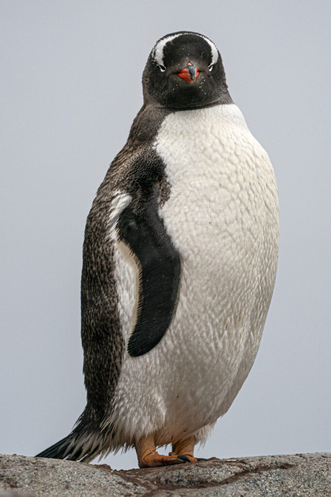 A gentoo penguin on the Antarctic Peninsula.