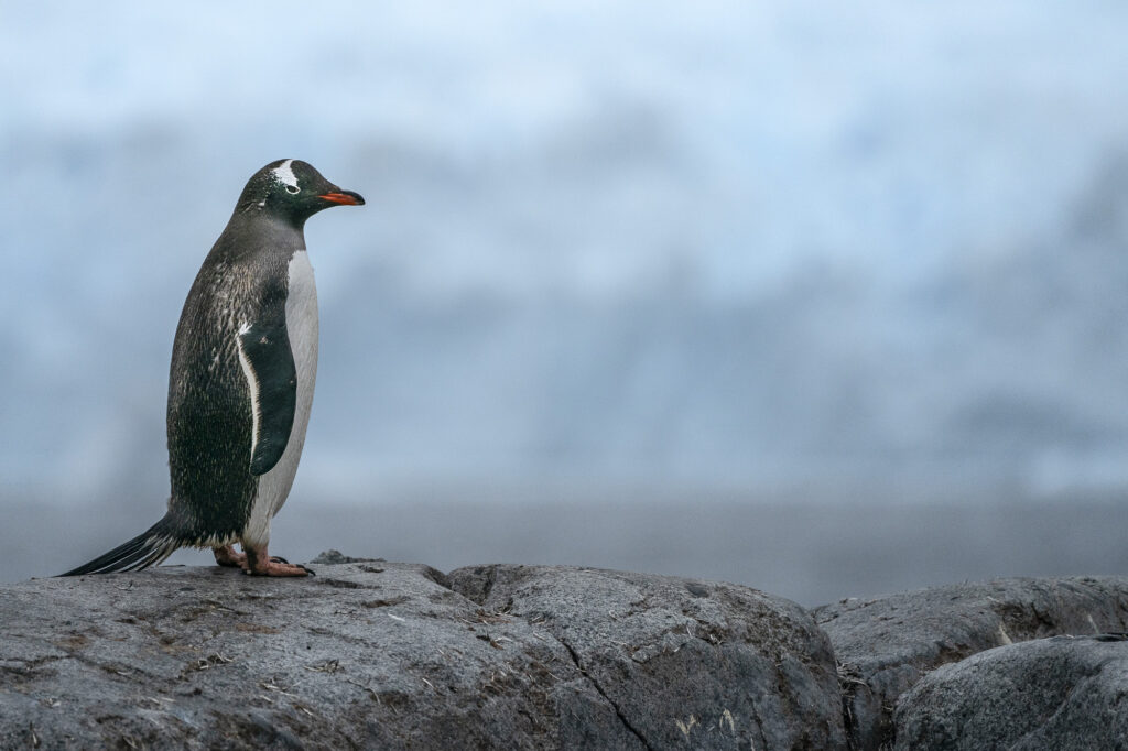 A gentoo penguin on the Antarctic Peninsula.