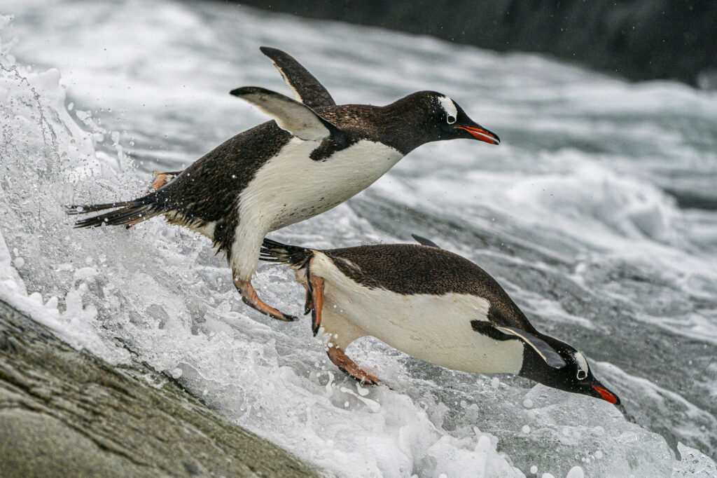 Gentoo penguins jumping in to the ocean on the Antarctic Peninsula.